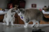 IMG_1709