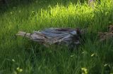 IMG_0440