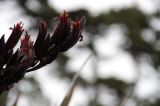 IMG_7048