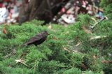 IMG_7051