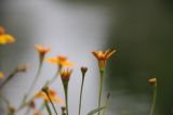 IMG_7056