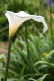 IMG_7060